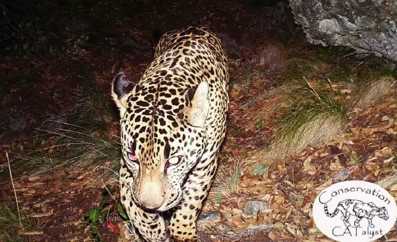 Want To See The Only Known Wild Jaguar In The United States