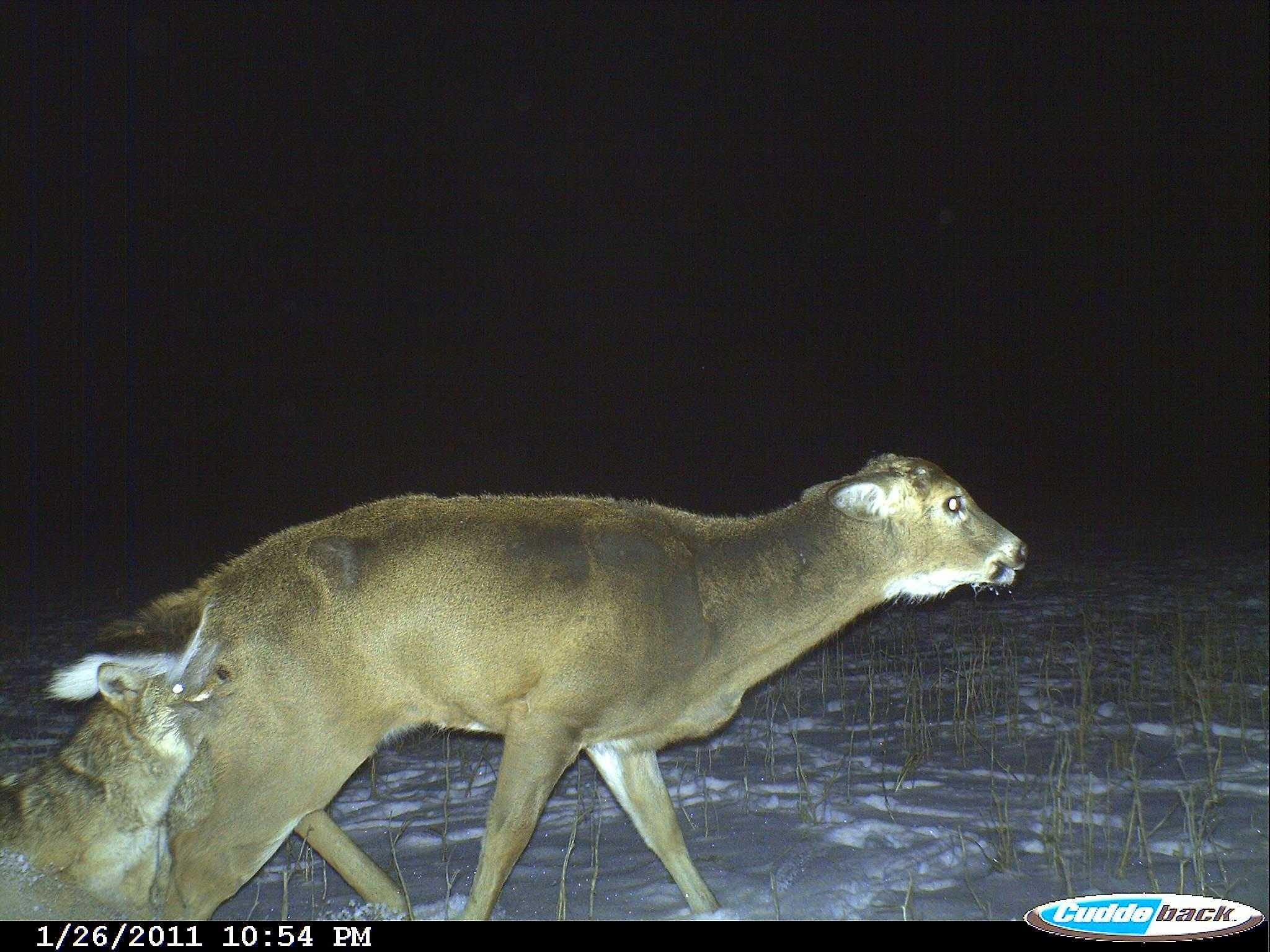 Crazy Trail Cam Pics (1)