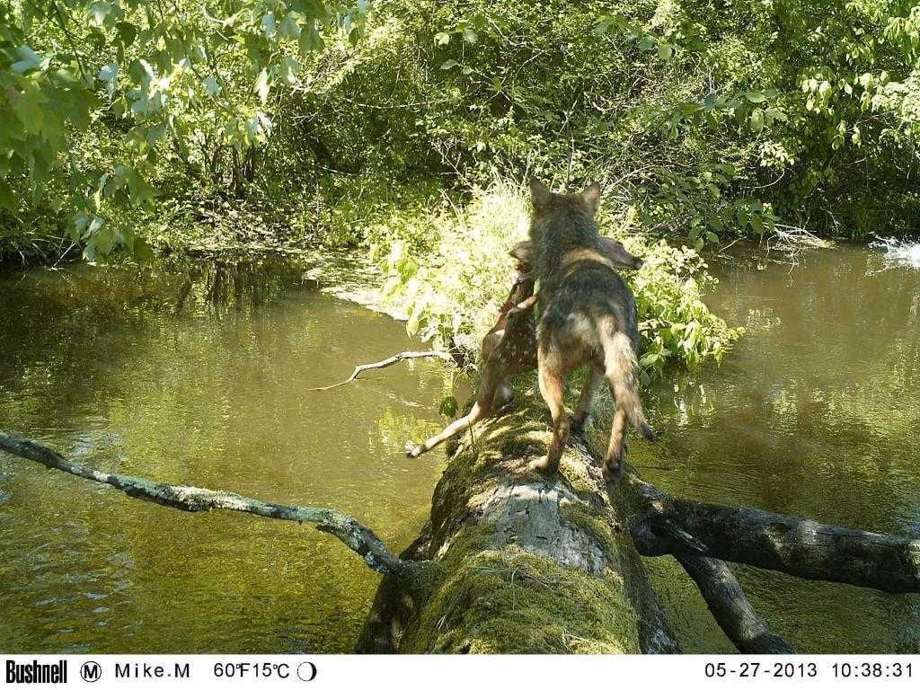 Crazy Trail Cam Pics (2)