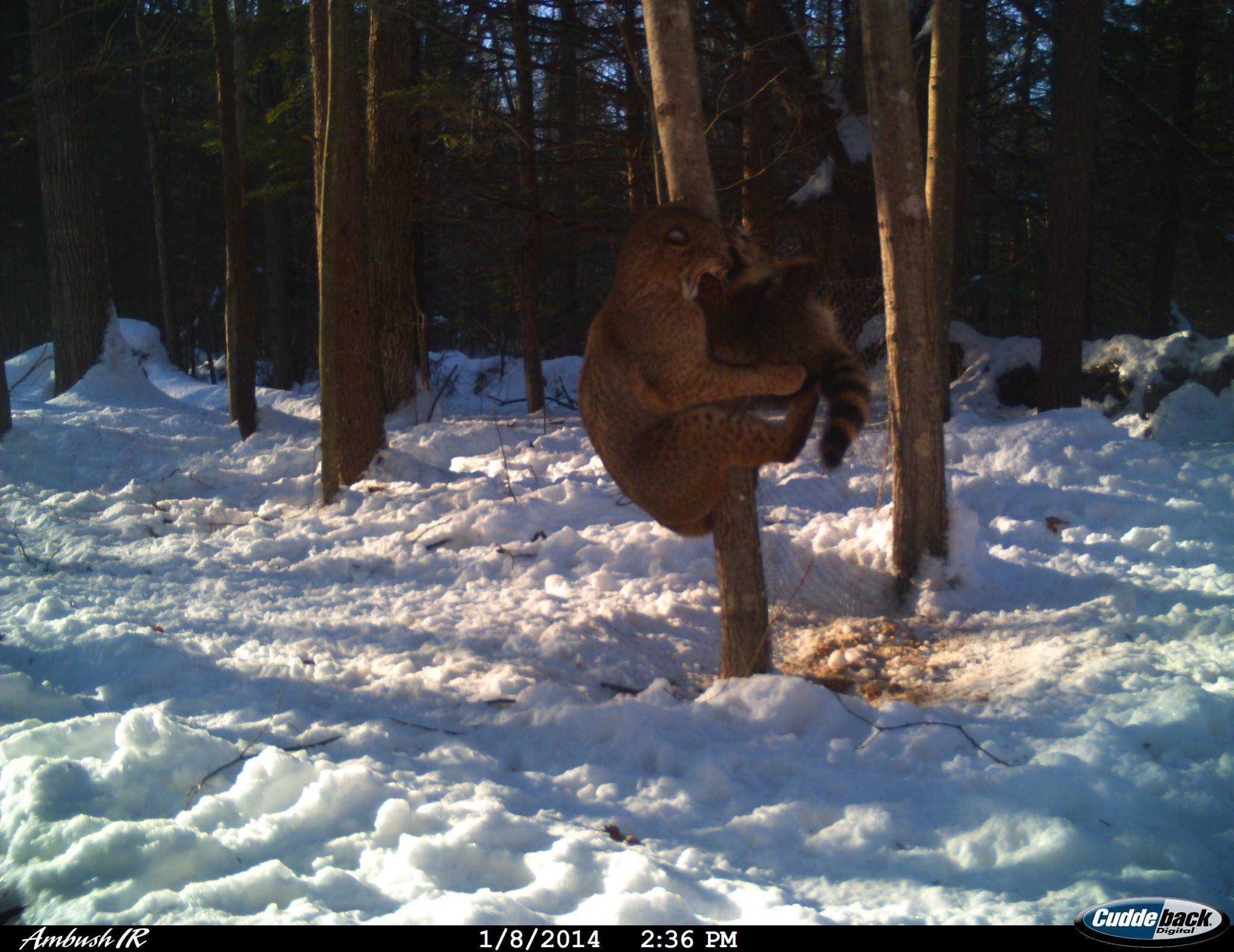 Crazy Trail Cam Pics (3)