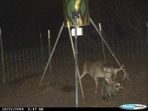 Crazy Trail Cam Pics (5) Some Pretty Crazy Trail Cam Pictures