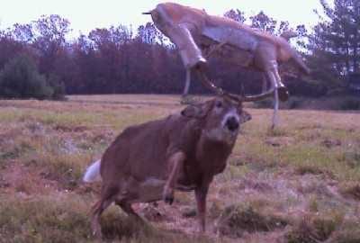 Crazy Trail Cam Pics (8)