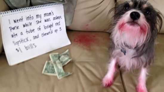 Funny Animals