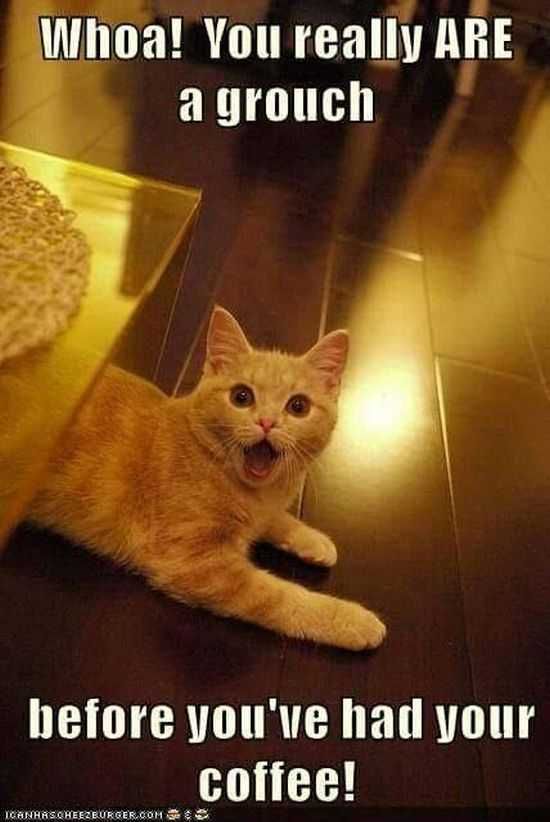 Funny Animals