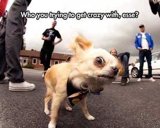 Funny Animals