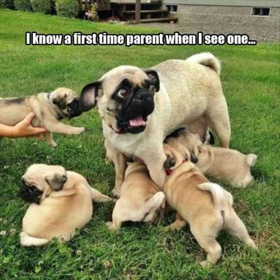 Funny Animals