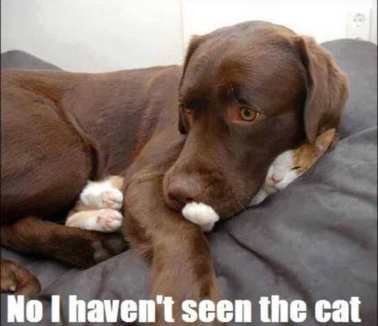 Funny Animals