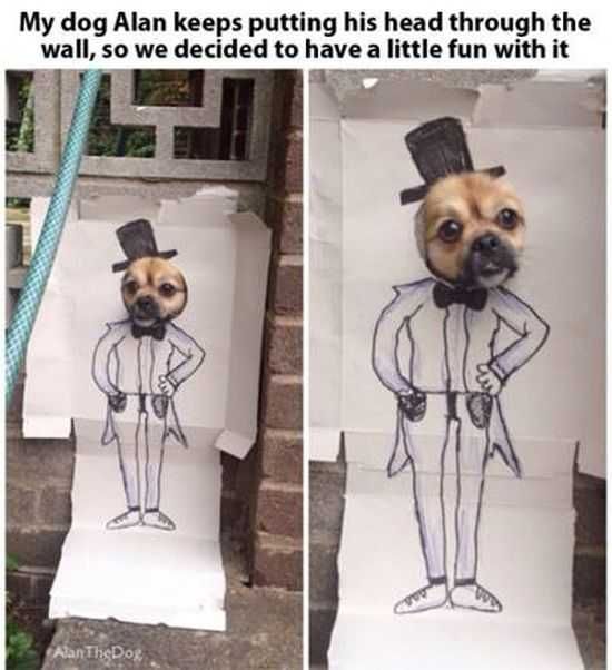 Funny Animals
