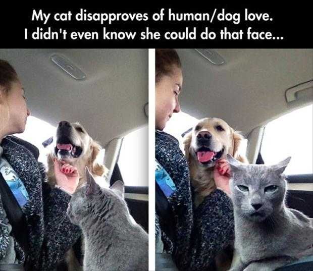 Funny Animals Picture Of The Day (4)
