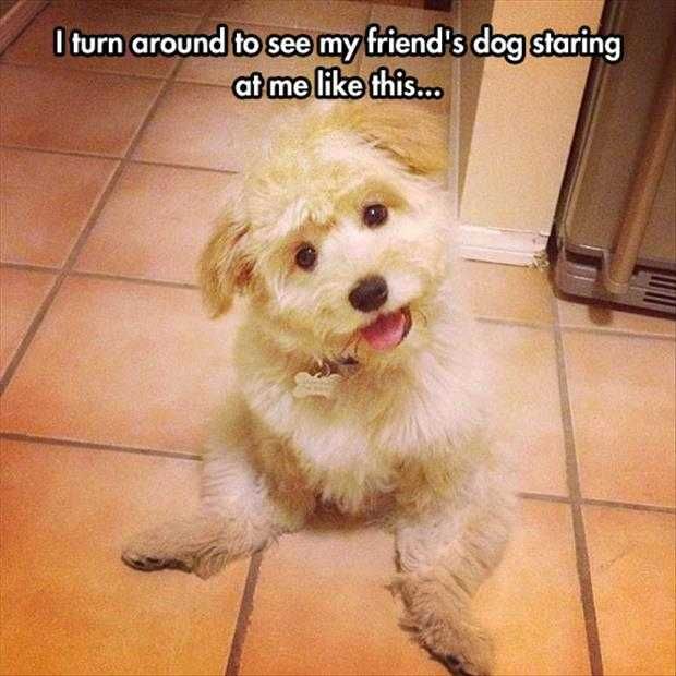 Funny Animals Picture Of The Day (5)
