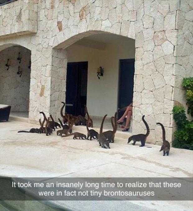 Funny Animals Picture Of The Day (6)