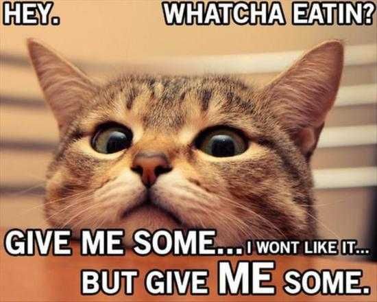 Funny Cats