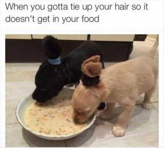 Funny Dogs