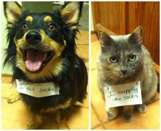 Funny Dogs And Cats