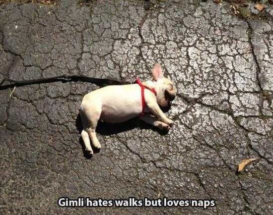 Funny Puppy Walks And Napping
