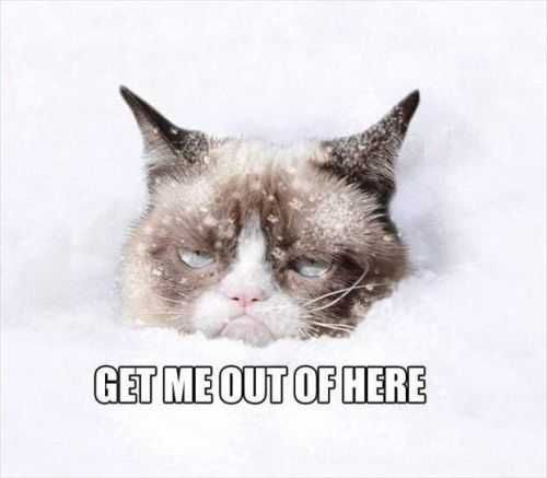 Grumpy Cat In The Snow