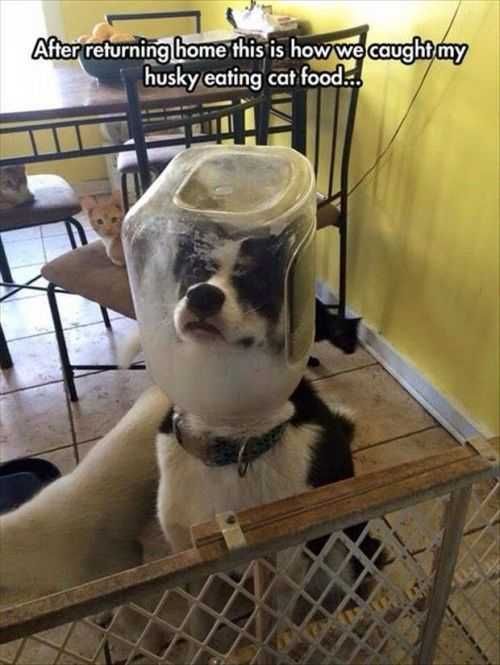 Dog Eating The Cat Food