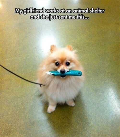 Dog Holding A Knife