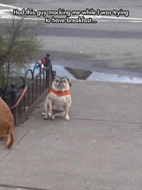 Dog Mocking Me