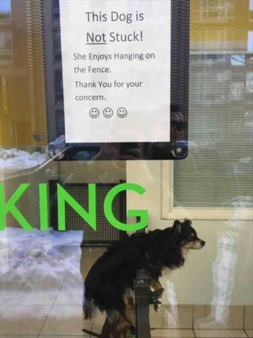 Dog Stuck On Fence Sign