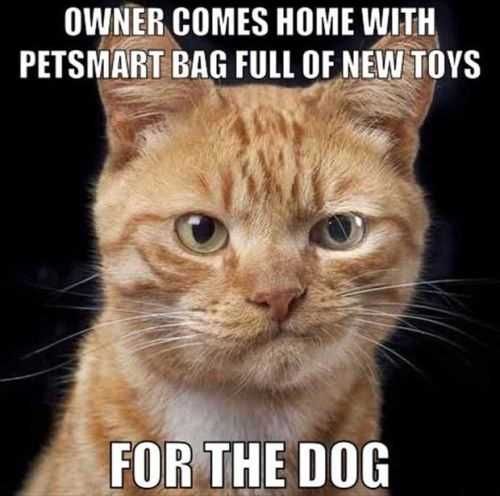 Petsmart Cat Meme
