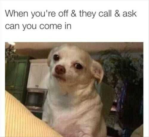 When They Call You In Little Dog