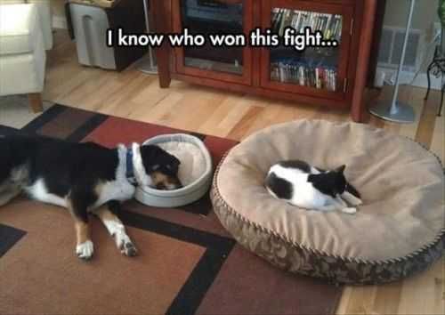 Who Won This Fight With The Dog And The Cat Funny Pictures Of The Week 50 Pictures