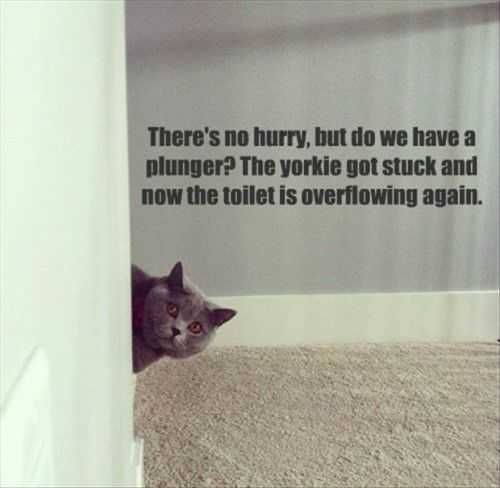 Yorkie Stuck In Toilet Funny Cat Funny Pictures And Quotes Of The Week