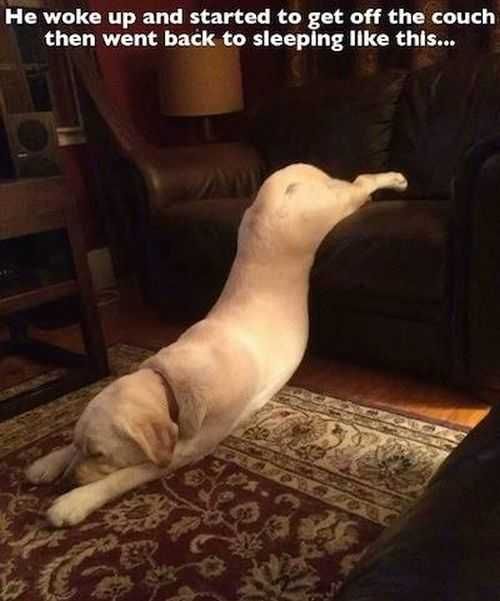 Dog Fell Asleep Half Way Off Of The Couch