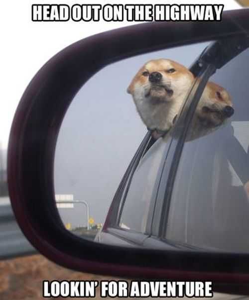 Head Out On The Highway Looking For Adventure. Funny Dog With His Head Out Of The Window