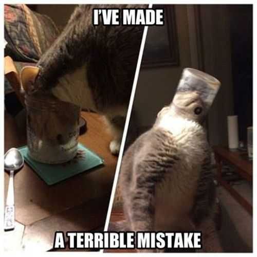 I Have Made A Terrible Mistake. Cat With His Head In A Jar