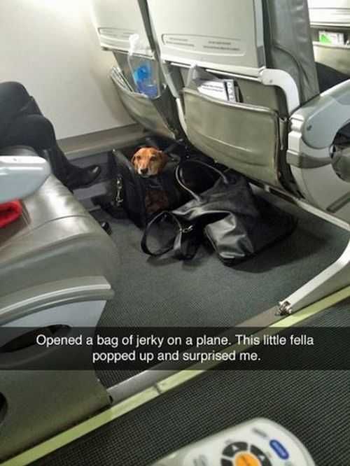 Opened A Bag Of Beef Jerky On The Airplane. Dog In A Bag On A Plane