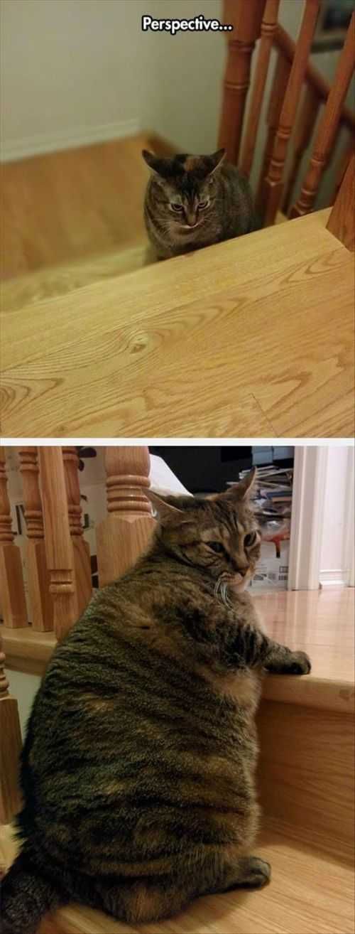 Perspective Is Everything. Fat Can On The Stairs