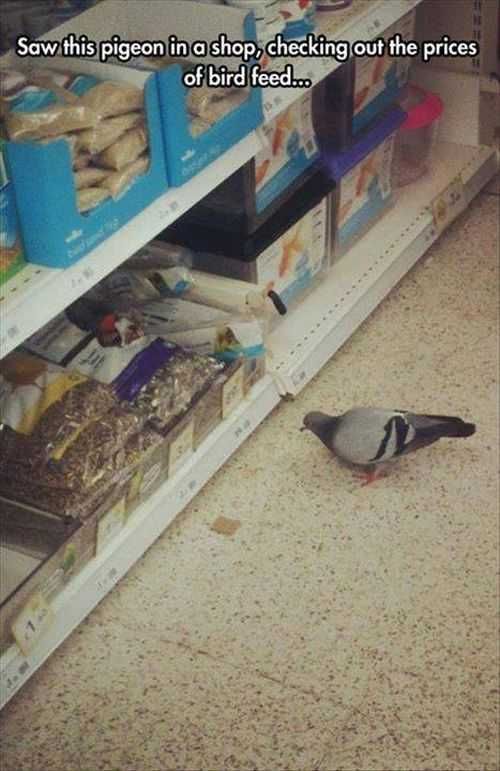 Pigeon Checking Out The Bird Food