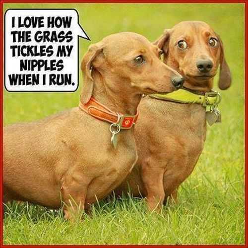 Funny Weeiner Dogs Meme