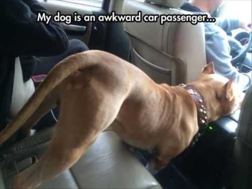 How My Dog Rides In The Car