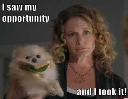 Little Dog Steals A Sandwich