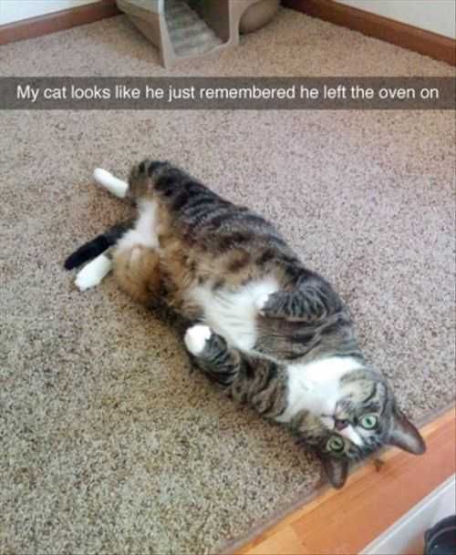My Cat Looks Like He Left The Oven On Funniest Pictures Of The Week