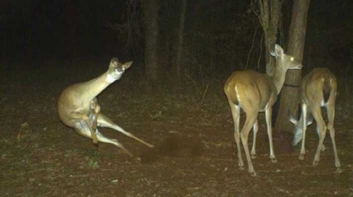 Crazy Trail Cam Pictures (1)