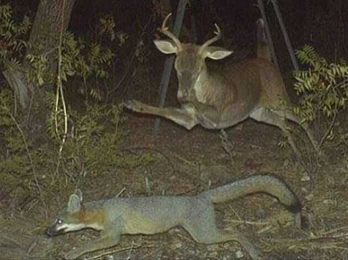 Crazy Trail Cam Pictures (10)