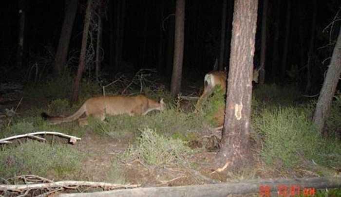 Crazy Trail Cam Pictures (13)