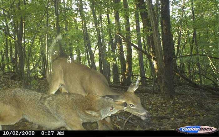 Crazy Trail Cam Pictures (15)