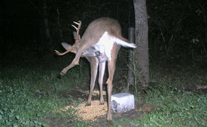 Crazy Trail Cam Pictures (2)