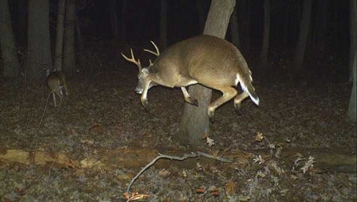 Crazy Trail Cam Pictures (3)