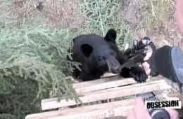 A Black Bear Chews On This Hunter'S Rifle Video Featured