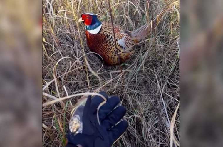 A Wild Pheasant Following Around A Bowhunter Vdieo Featured