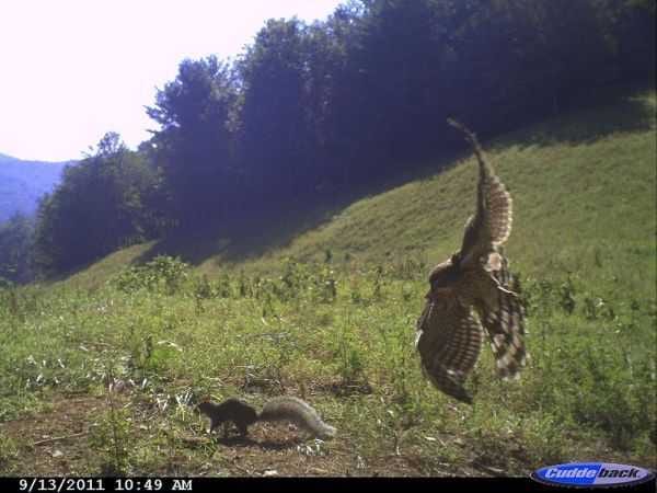 Funny And Crazy Trail Cam Pictures 001