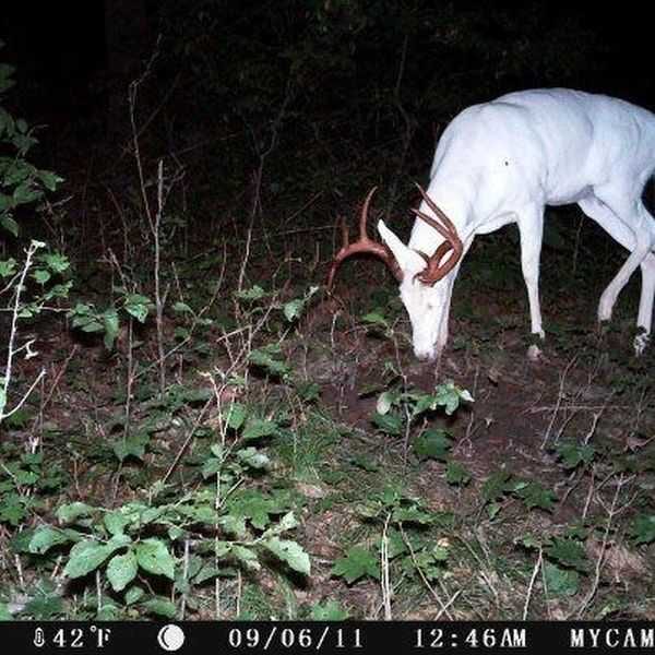 Funny And Crazy Trail Cam Pictures 003