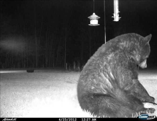 Funny And Crazy Trail Cam Pictures 004