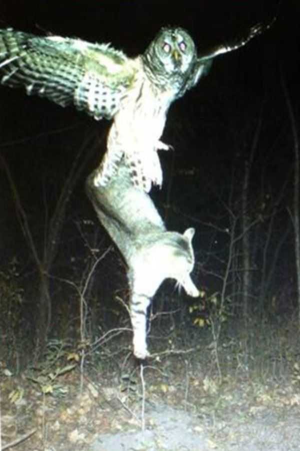 Funny And Crazy Trail Cam Pictures 005